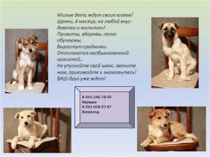 Щенки в дар
