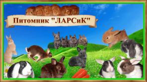 Питомник ЛАРСиК. Карликовые кролики.