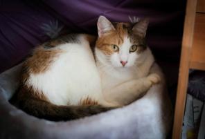 Лиза , кошка которую однажды предали..