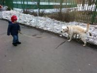 Лабрадор Винс ищет новый дом, 3,5 года.