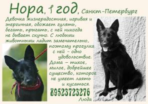Нора ищет дом