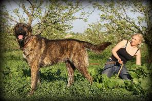 Красавец щенок Вольдемар - метис мастифа в дар