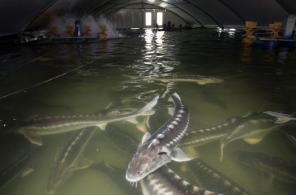 Осетр русский псг от производителя