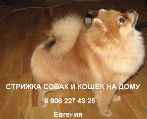 Профессиональная стрижка собак и кошек любых пород, с выездом к вам на дом!