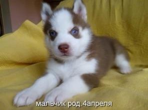 Хаски щенки питомник Королевский экстерьер