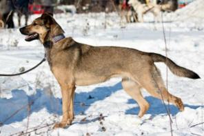 Очаровательная Клёпка в добрые руки!
