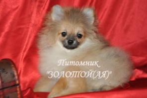Померанский (немецкий) шпиц мини девочка