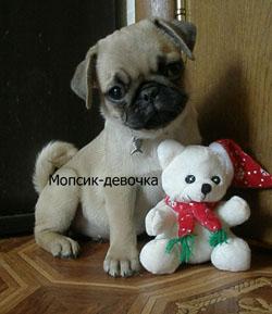Красивая девочка-мопсик