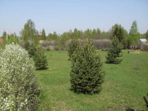 Три смежных участка в СНТ Ногинского р-на
