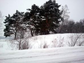 Участок 19 соток с лесными деревьями