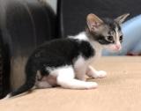 Котята донского сфинкса