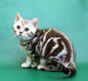 Британские котята