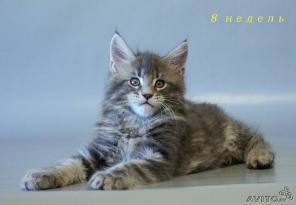 Котенок великан (Мейн-Кун)
