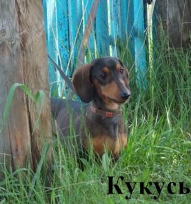 Молодой миниатюрный такс кабаньего окраса Кукусь в дар