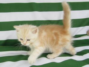 Великолепные шотландские котята