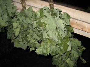 Продаем Дубовые и березовые веники (банные)