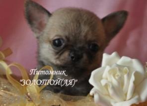 Купить щенка Чихуахуа