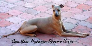 Левретка, щенки, мальчики и девочка изабеллового окраса