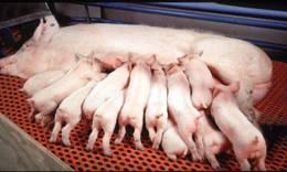 Племенные свиньи - Продажа высококлассной генетики