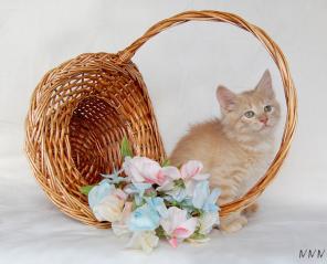 Сибирский котенок, похожий на львенка