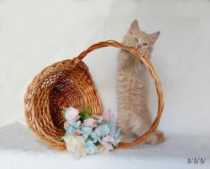 Сибирский котенок, похожий на львенка