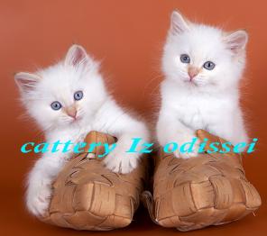НЕВСКИЕ МАСКАРАДНЫЕ котята питомника ИЗ ОДИССЕИ!