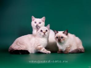 Британские котята колр-пойнты с голубыми глазами