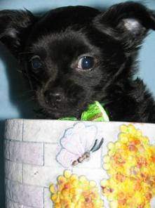 Забавный мальчик щенок Chihuahua мини