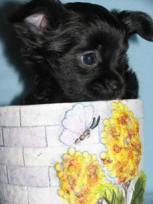 Забавный мальчик щенок Chihuahua мини