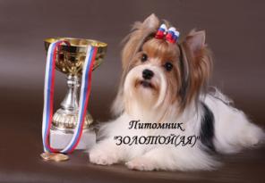 Бивер Йорк, Бивер, Биверы щенки