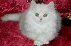 Персидские шиншилы-котята ценителям классики