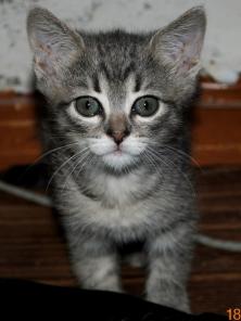 Симпатичные котята в дар
