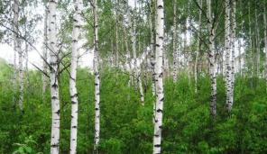 Участок 16,5 соток. Чеховский район, д. Люторецкое