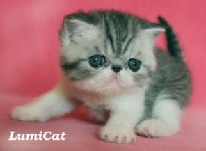     Lumicat.