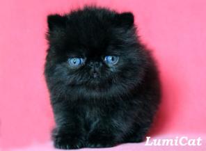     Lumicat.