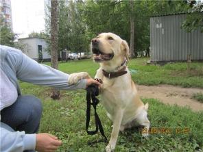 В дар палевый лабрадор 2 года