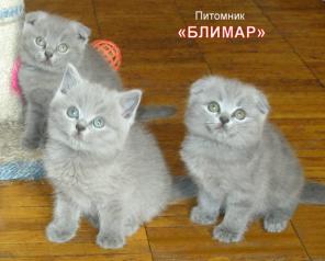 Шотландские вислоухие кошечки