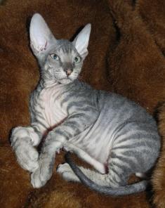 Котята Донской Сфинкс