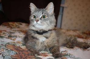 Кошечка Мила в добрые руки