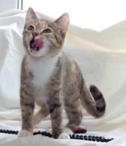 Котенок Мася в дар!