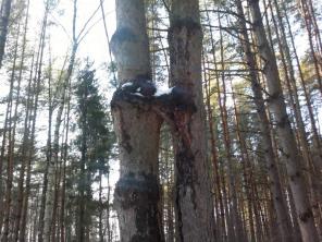 1 к.кв. в Волшебном месте