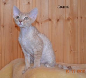 Продам котят породы девон рекс