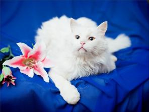 Белоснежный кот ищет хозяев