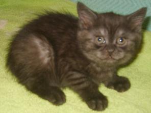 Кошечка скоттиш страйт черного дымного окраса