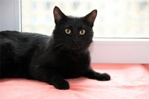 Чудо Котик Томас - в дар