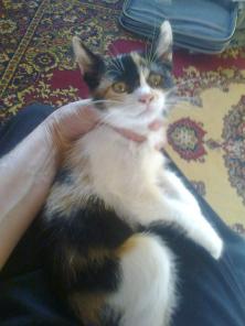 котенок в дар