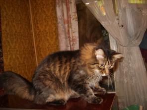 Сибирский котик в добрые руки
