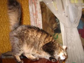 Сибирский котик в добрые руки