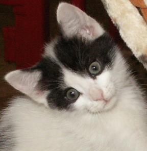 Котенок домашний 2 месяца