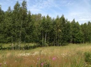 Земельный участок. 20 соток. Солнечногорский район